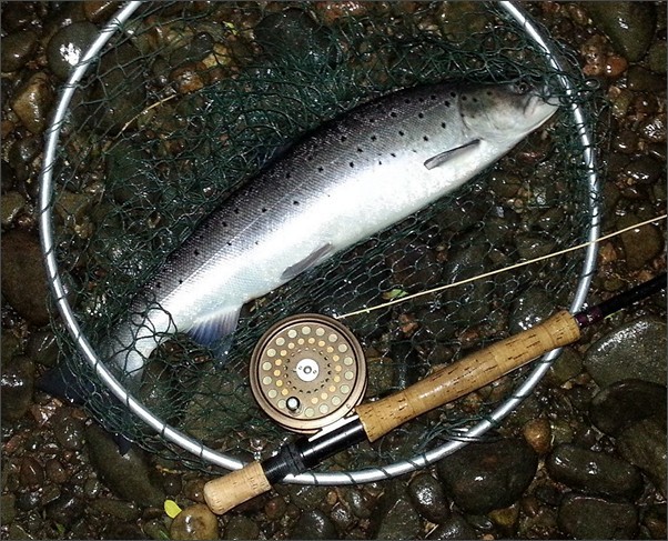 Abernethy Angling Association sea trout