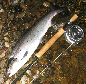 River Spey Sea Trout Fishing