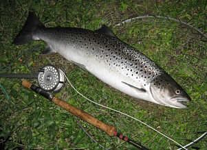 Speay Sea Trout