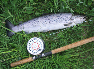 Five Pound Sea Trout in May