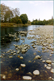  Trout Fish on Sea Trout Fishing On The River Tyne