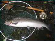 A Summer Sea Trout from the Spey